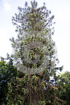 Bunya Pine Tree
