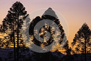 Bunya Pines at Sunset