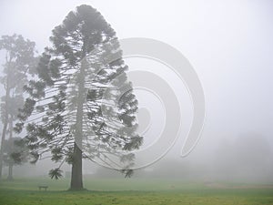 Bunya tree in fog