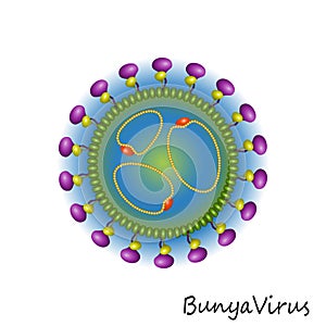 Bunya Virus particle structure