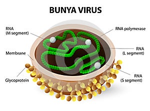 Bunya virus. Virion structure