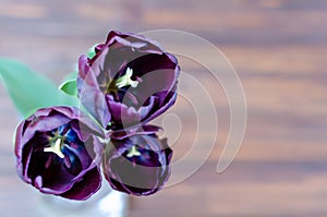 Buoquet of three Beautiful purple tulips Queen of night in glass vase on wooden  background. Close up, space for text