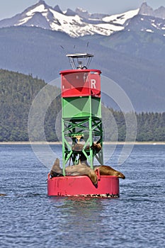 Buoy and Seals in Alaska