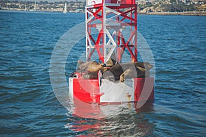 Buoy with seals & x28;Pinnipedia& x29; lying on top of it in Newport beach