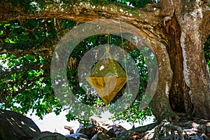 The buoy in the tree, Freguesia de Santana, view from the water. Brazil.