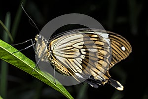 BuPapilio dardanus (the African Swallowtail,butterfly