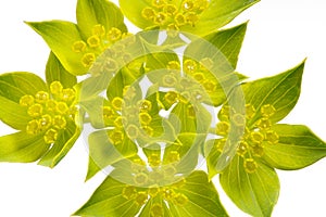 Bupleurum closeup on white