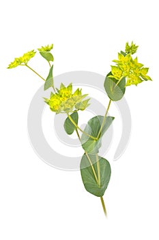 Bupleurum closeup on white