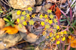 BupleÃÂºrum scorzonerifÃÂ³lium is a species of perennial herbaceous plants of the Bupleurum genus of the Apiaceae family photo