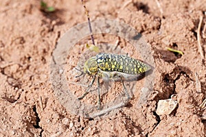 Buprestidae beetle with yellow spots sitting on desert ground , Coleoptera