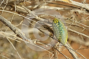 Buprestidae beetle with yellow spots sitting on desert tree , Coleoptera