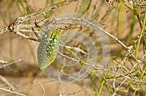 Buprestidae beetle with yellow spots sitting on desert tree , Coleoptera