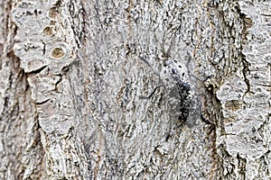 A Buprestidae beetle camouflage on tree , Coleoptera