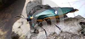 Buprestidae is a family of beetles known as ornamental beetles because of the shiny color on their bodies.