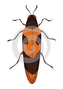 Buprestidae insect icon flat isolated stock vector illustration