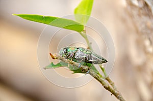 Buprestidae insect on tree with  natural background