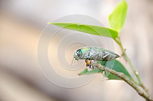 Buprestidae insect on tree with  natural background