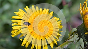 Buprestidae jewel beetle on a dandelion flower