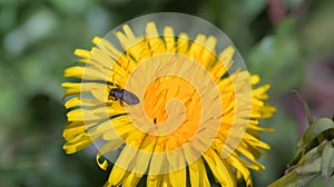 Buprestidae jewel beetle on a dandelion flower with antennae