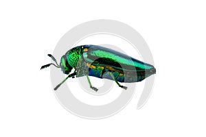 Buprestis Beetle