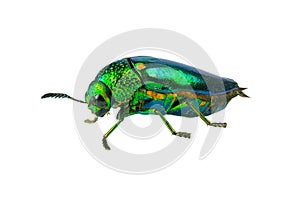 Buprestis Beetle