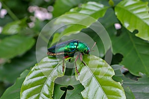 Buprestoidea,Sternocera aequisignata on tree.