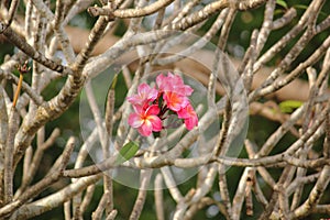 Buquet of bright pink frangipani or plumeria flowers