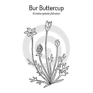 Bur buttercup Ceratocephala falcatus , or curveseed butterwort, medicinal plant photo