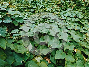 Bur cucumber jati leaf in tropical forest photo