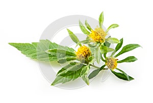 Bur-marigold - Bidens cernua - isolated on white photo