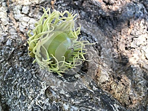 Bur oak acorn