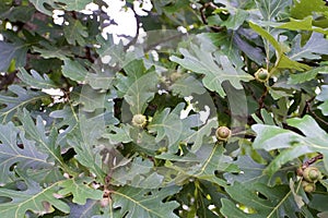 Bur Oak Acorns  823444