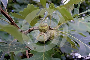 Bur Oak Acorns  823443 photo