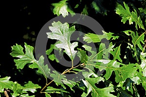 Bur Oak Leaves  51262 photo