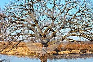 Bur Oak (Quercus macrocarpa)