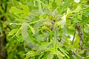 Bur oak ( Quercus macrocarpa),