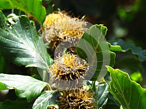 Bur oak tree fruit and green leaves close up view on blurred background.  ÃËÃÂ·ÃâÃÂ¾Ãâ¡ÃÂµÃÂ½ ÃÂ±ÃÆÃÂº (Fagus orientalis)  photo