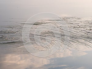 Bur-reed water plant floating leaves on calm water