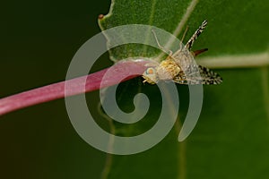 Bur-seed Fly - Euaresta aequalis
