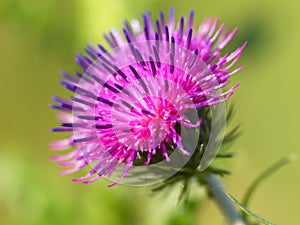 Bur thorny flower photo