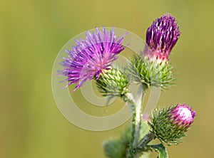 Bur thorny flower.