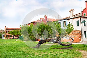 Burano island, colorful houses and green tree