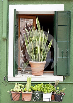 Burano window