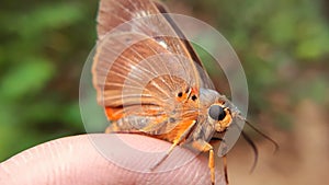 Close up macro of common orange owlet butterfly photo