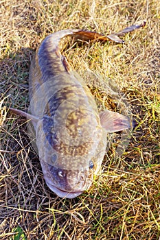 Burbot