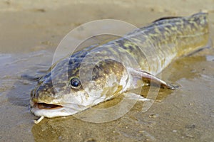 Burbot