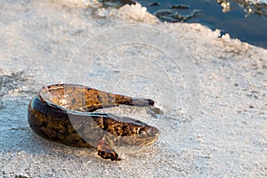 Burbot fish on spring ice
