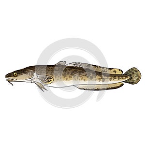 Burbot, Illustration