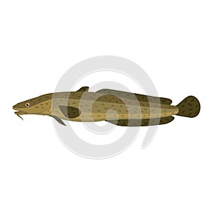 Burbot ling mariah lawyer lota gadiform freshwater fish