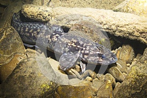 Burbot Lota lota close up, underwater photography